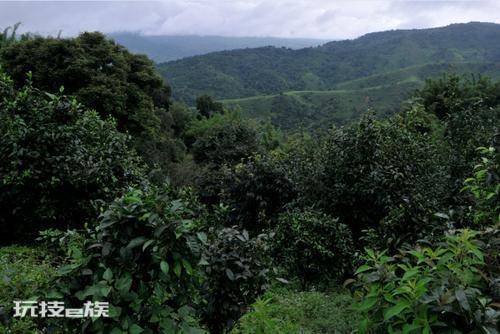 老班章算是茶王吗(老班章古树茶的特点介绍)-图片3